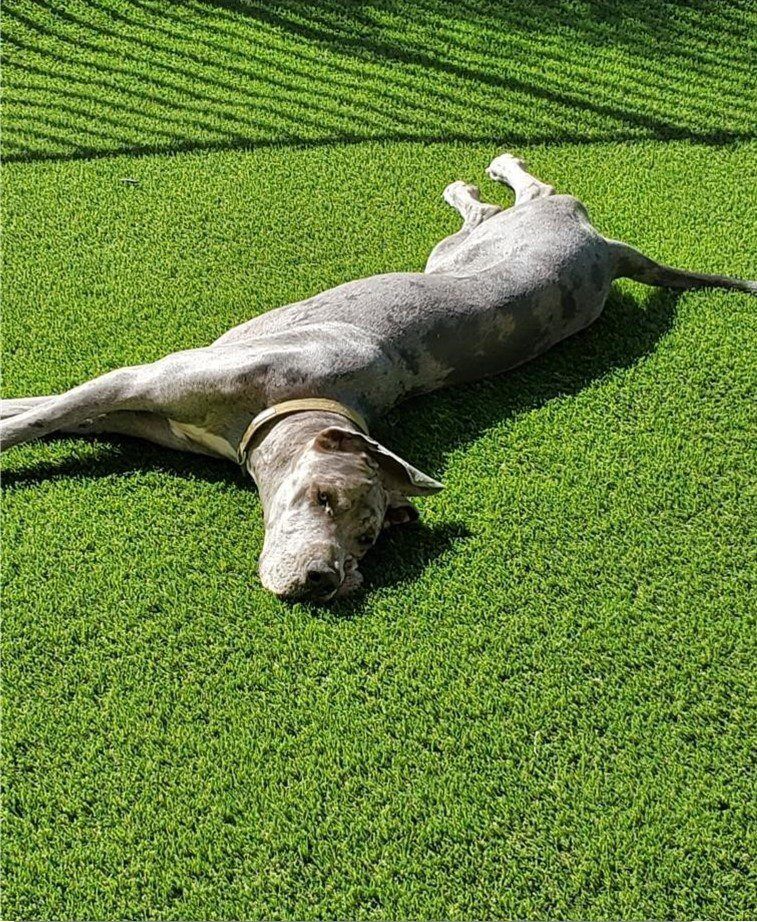 Pet Artificial Grass for Backyards, Kennel, Dog Run Orange County Pavers